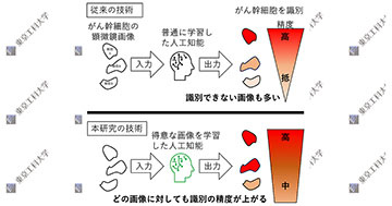 AIを用いたがん幹細胞の識別精度を向上させる技術を開発