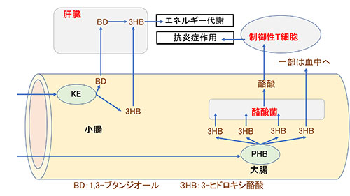 KEとPHBの分解