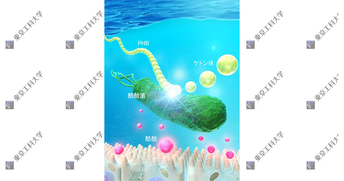 中毒研究 酪酸菌を活性化する次世代プレバイオティクスの論文発表