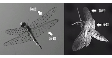 トンボの優れた機動飛行の流体力学メカニズムを解明　高性能な羽ばたき型飛行ロボットの創出に期待