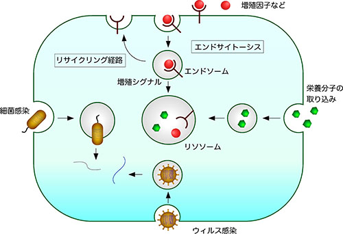 細胞におけるエンドサイトーシスの役割