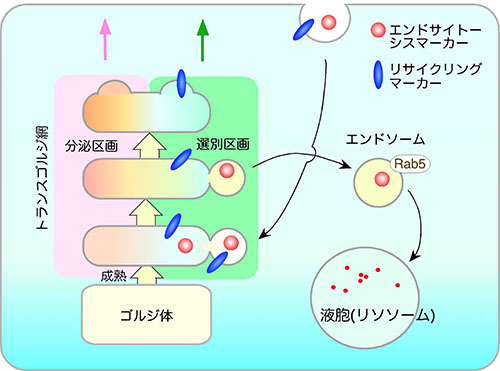 トランスゴルジ網の選別区画を介したエンドサイトーシス経路の模式図