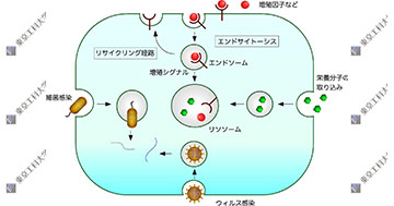 エンドサイトーシスの新しい細胞内輸送経路を発見　～トランスゴルジ網の特定領域にエンドサイトーシスの選別区画が存在する～
