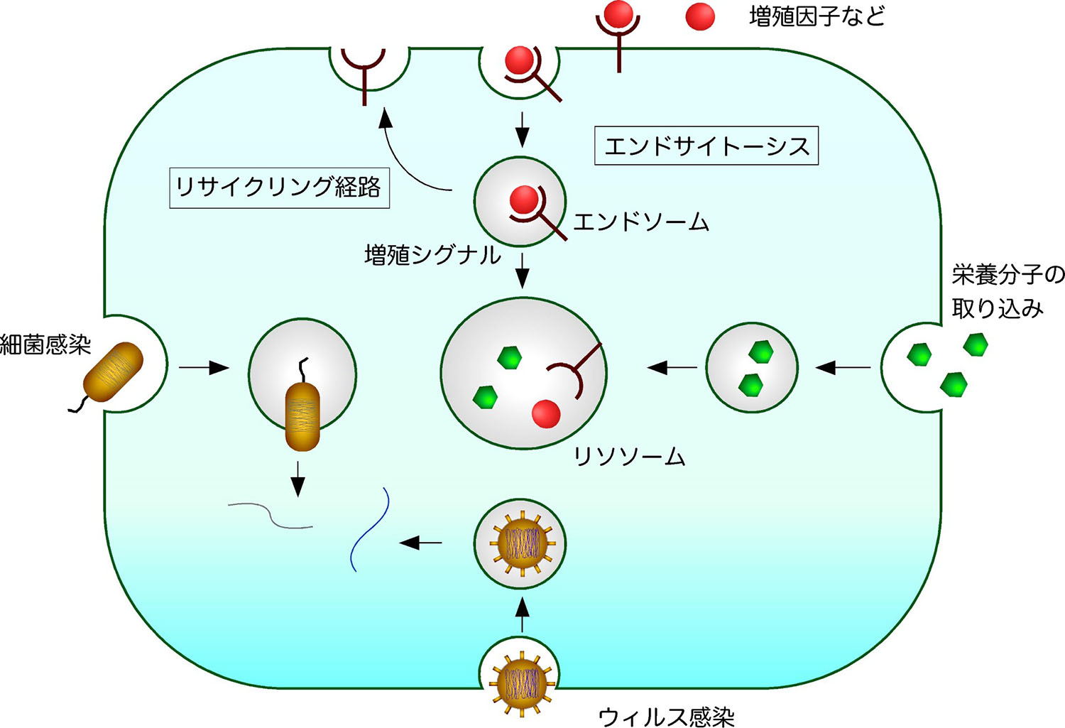 細胞を知る。エンドが変わる エンドサイトーシスの新しい細胞内輸送経路を発見 ～トランスゴルジ網
