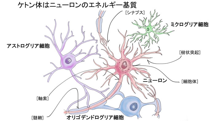 ミトコンドリアの活性化