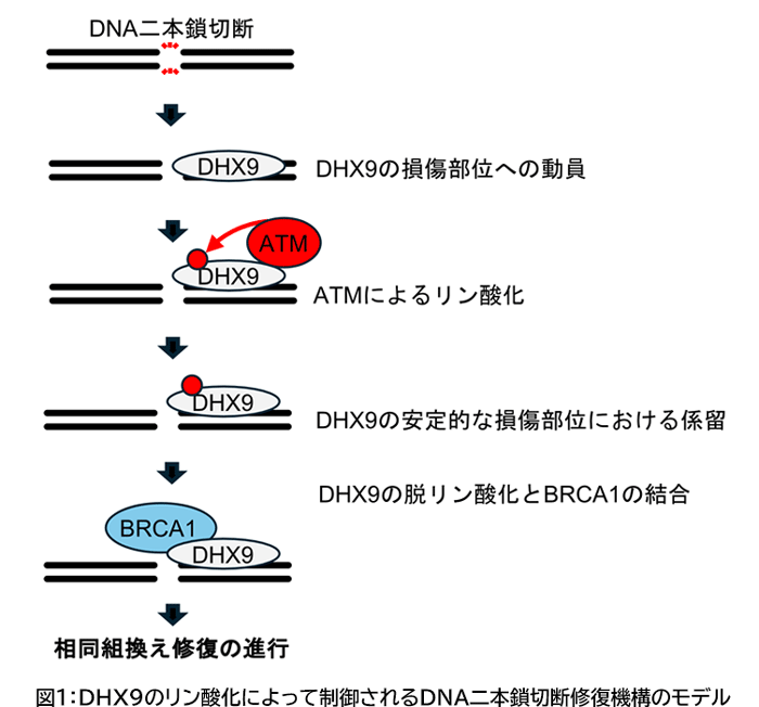 DHX9