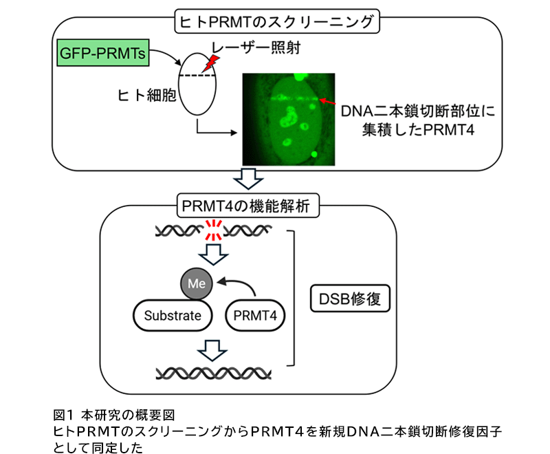 prmt