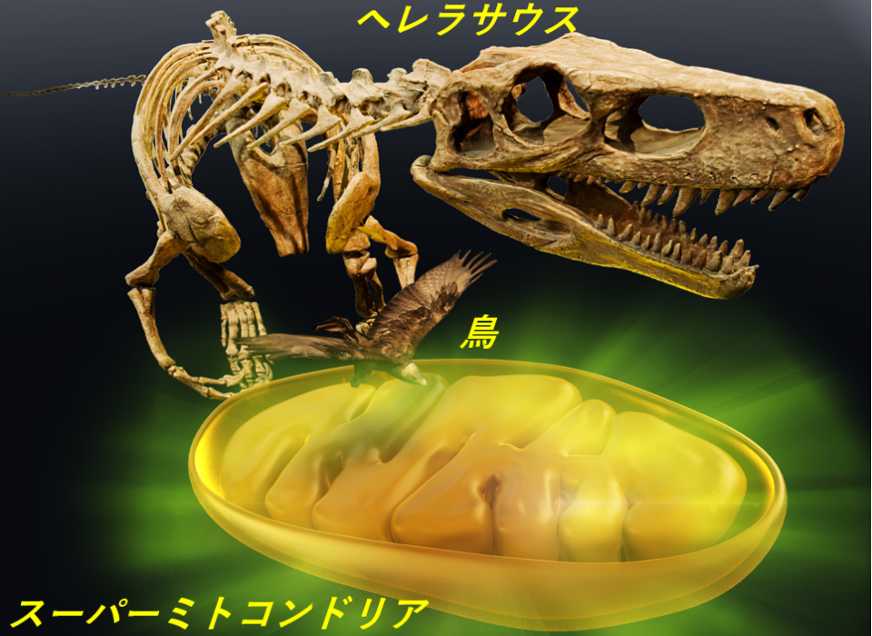 スーパーミトコンドリア