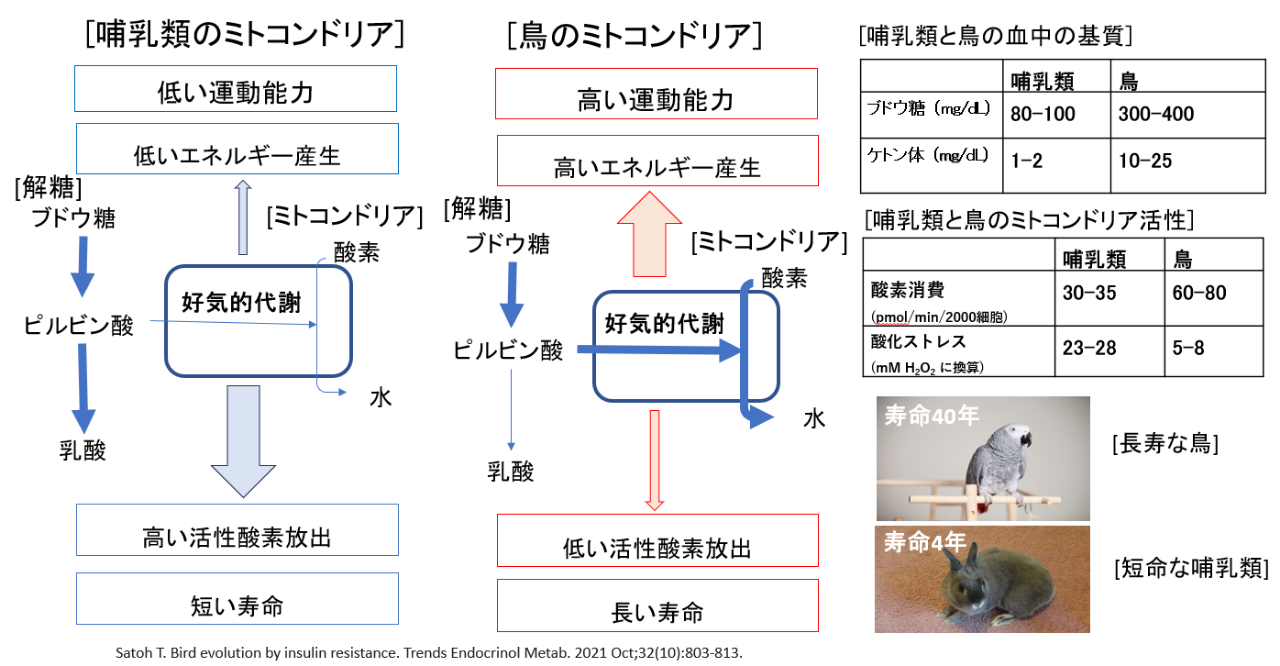 哺乳類と鳥のミトコンドリアの寿命