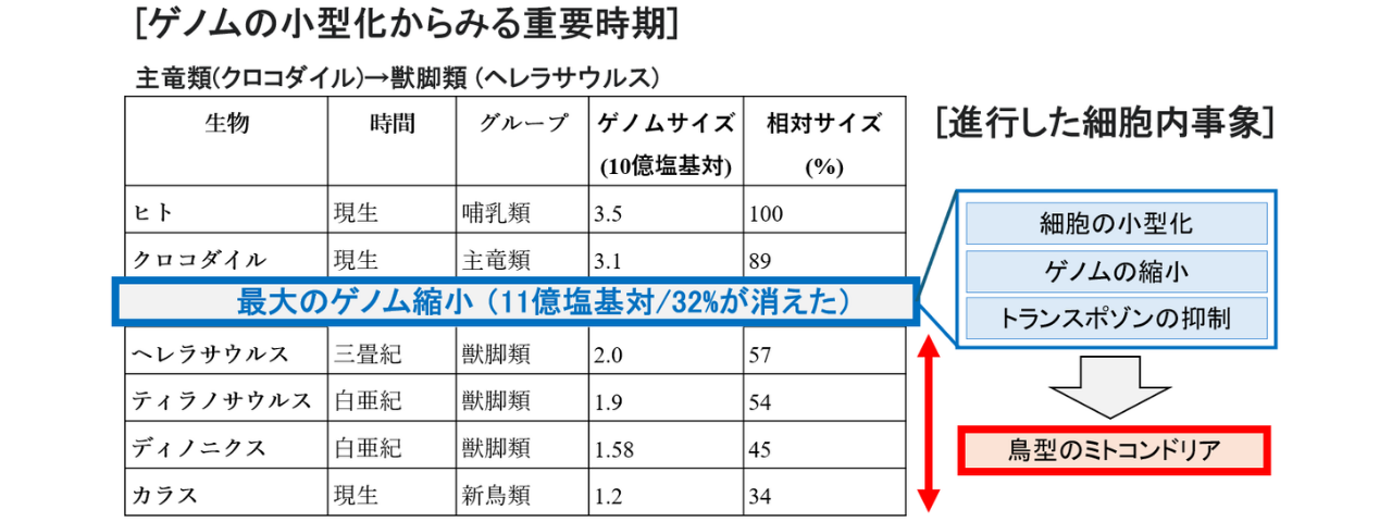 ゲノムの小型化からみる重要時期