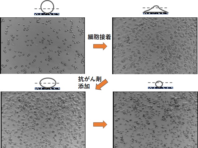細胞接着と抗がん剤による細胞死のモニタリングの様子