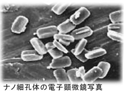 ナノ細孔体の電子顕微鏡写真