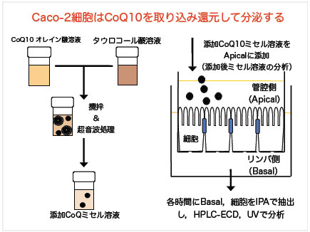 Caco-2細胞はCoQ10を取り込み還元して分泌する