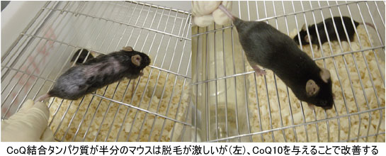 CoQ結合タンパク質が半分のマウスは脱毛が激しいが（左）、CoQ10を与えることで改善する