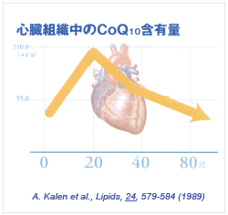 心臓組織中のCoQ10含有量