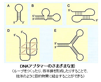DNAアプタマーのさまざまな形