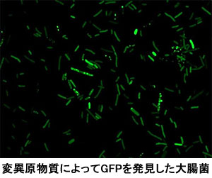 変異原物質によってGFPを発現した大腸菌