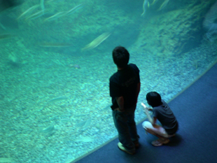 水族館での観察