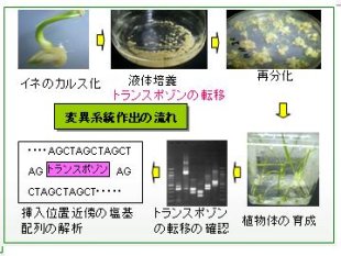 コメのトレーサビリティー（多田研究室）