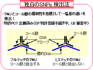 独自のSNPｓ検出法（軽部研究室）