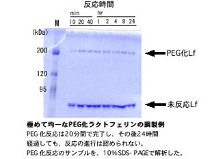 PEG-Lf