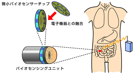 体内用バイオセンシング