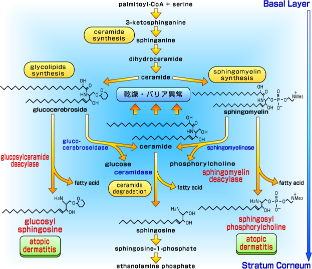 アトピー性皮膚炎皮膚角層におけるセラミド減少の原因となるスフィンゴ脂質代謝異常