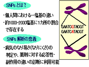 遺伝子の一塩基多型 (SNPs)