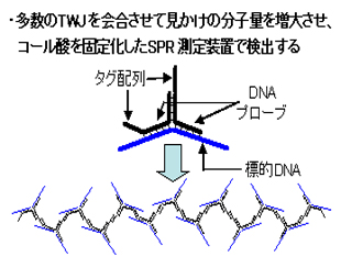 タグ配列を介したTWJ構造の会合