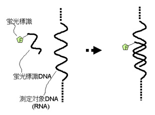 DNA二重らせん形成反応（模式図）．測定対象DNAが存在すると，矢印の左から右の状態へ反応が進み，装置の値が変化します．