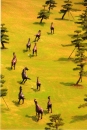 影踏み：中田　淑子