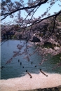 SAKURA（Ⅲ）　巣立ち：林田　智枝