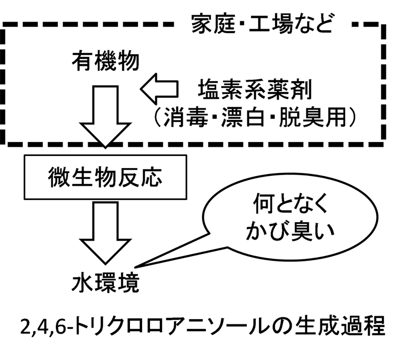 トリクロロアニソールの生成過程