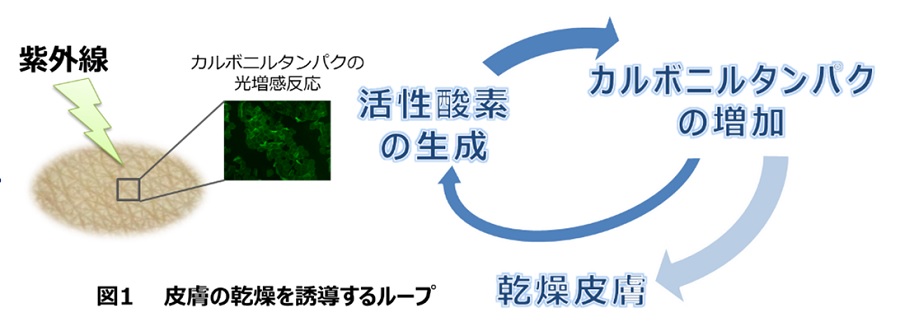 図1：皮膚の乾燥を誘導するループ