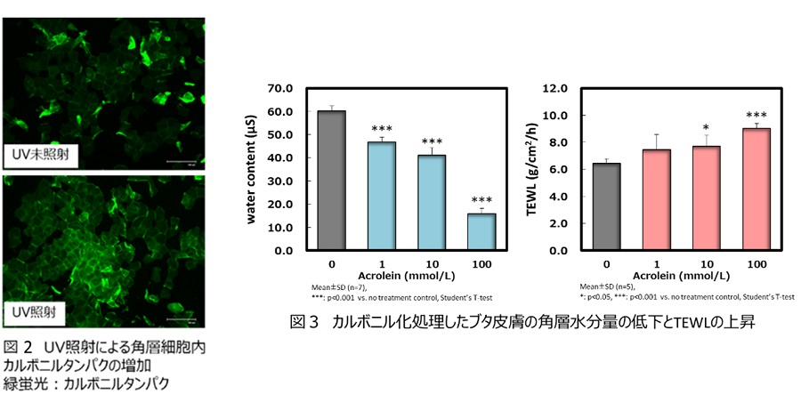 図2：UV照射による角層細胞内カルボニルタンパクの増加、図3カルボニル化処理したブタ皮膚の角層水分量の低下とTEWLの上昇