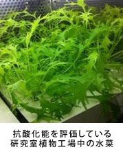 抗酸化能を評価している研究室植物工場中の水菜