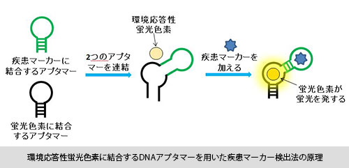 環境応答性蛍光色素に結合するDNAアプタマーを用いた疾患マーカー検出法の原理