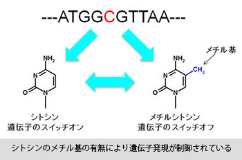 シトシンのメチル基の有無により遺伝子発現が制御されている