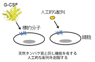 天然タンパク質と同じ機能を有する人工的な配列を創製する