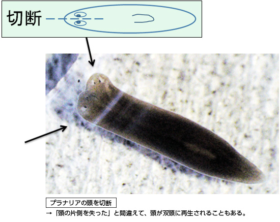 プラナリアの研究