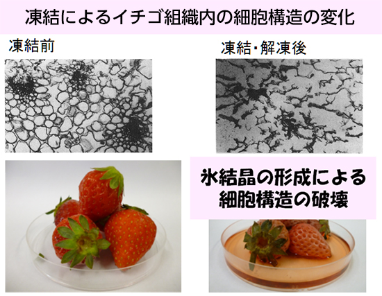 イチゴの冷凍保存について