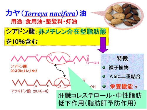 カヤ（Torreya nucifera）油 用途：食用油・整髪料・灯油