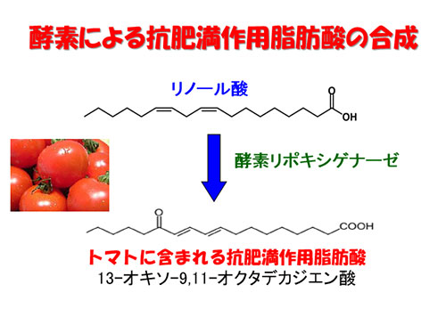 酵素による抗肥満作用脂肪酸の合成