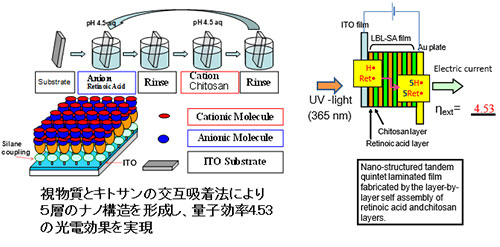 視物質とキトサンの交互吸着法により５層のナノ構造を形成し、量子効率4.53の光電効果を実現