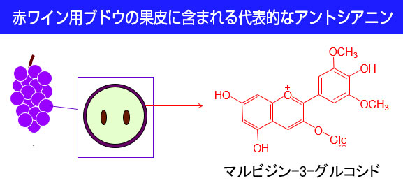 赤ワイン用ブドウの果皮に含まれる代表的なアントシアニン